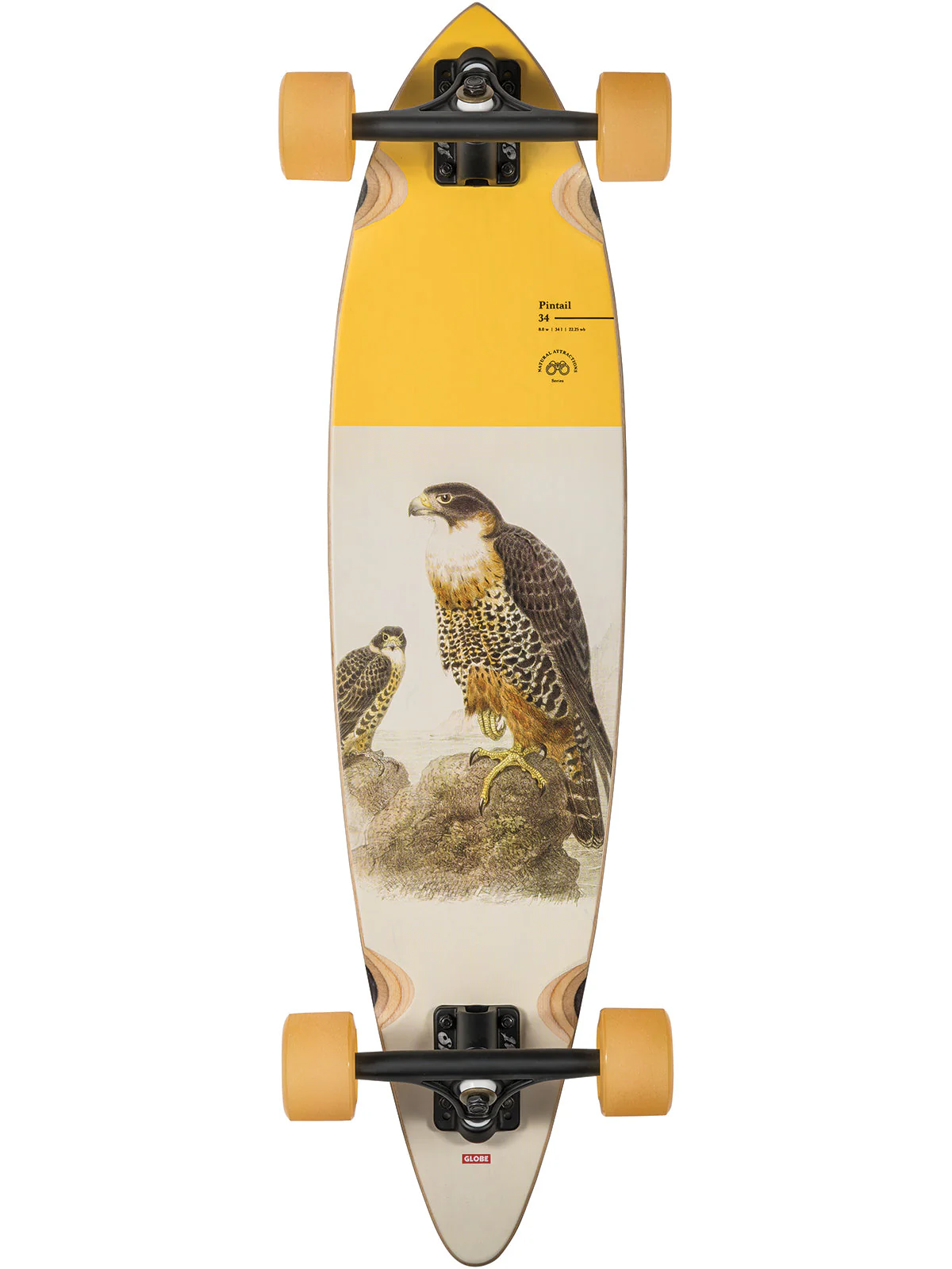 GLOBE PINTAIL 34 CRUISER 30.5" FALCON